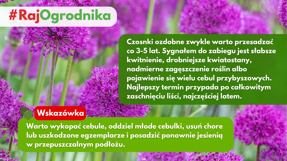 Ile lat czosnki mogą rosnąć na tym samym stanowisku blog sklep rajogrodnika
